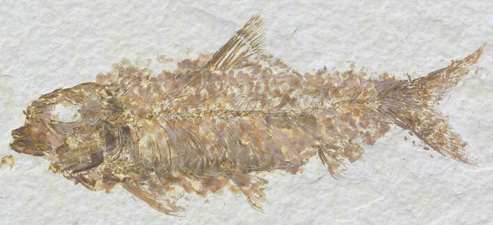 Knightia Fossil Fish - Wyoming #32913